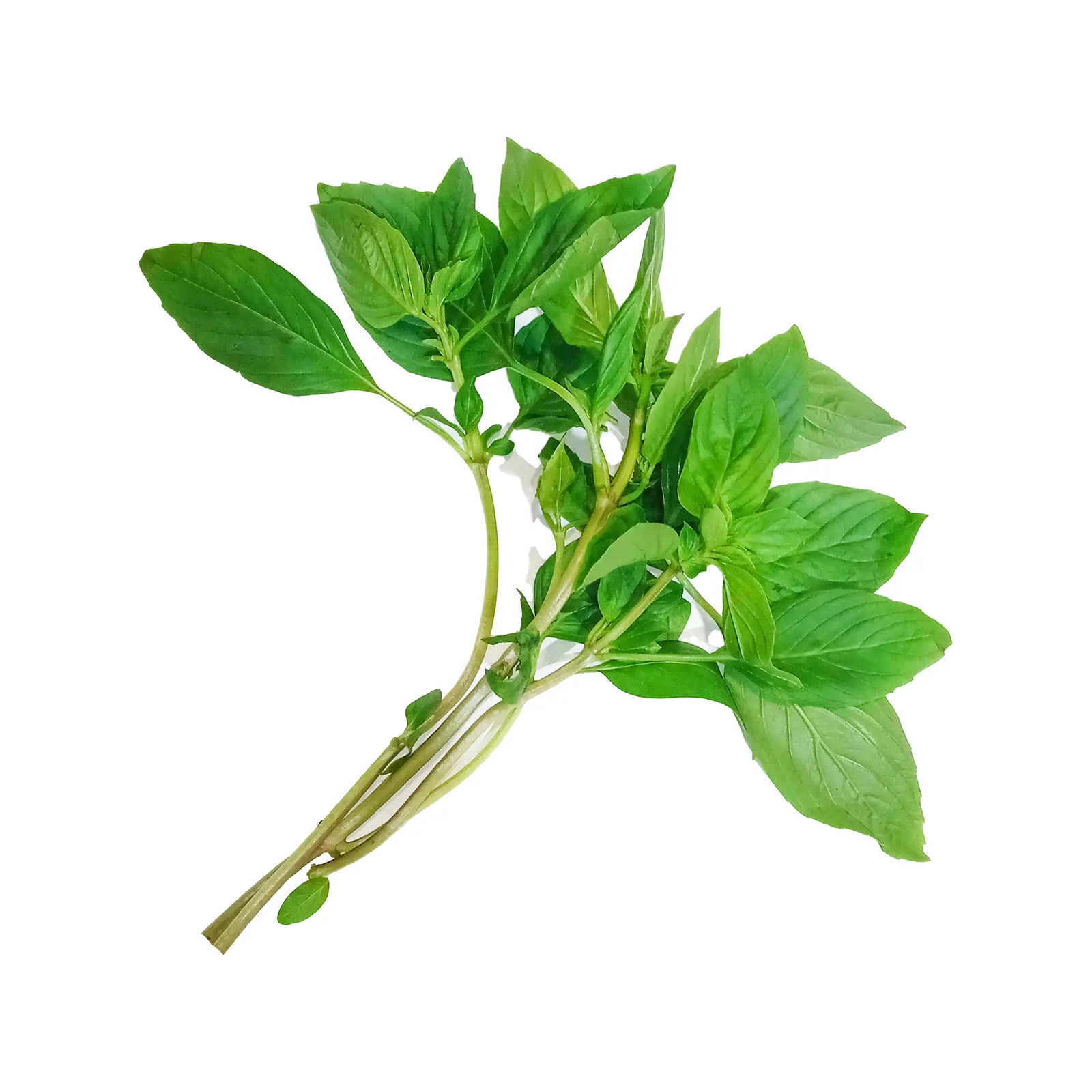 Basil Sweet 100g Thailand